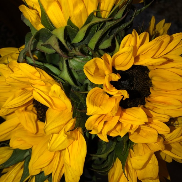 Meet your Posher, Sara - Picture 1 of 1